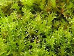 Attēlu rezultāti vaicājumam “Dicranella staphylina”