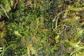 Attēlu rezultāti vaicājumam “Riccardia palmata”