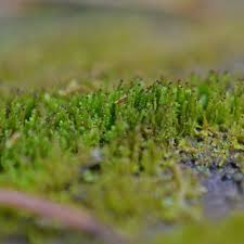 Attēlu rezultāti vaicājumam “Eurhynchiastrum pulchellum macro”