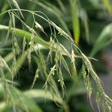 Attēlu rezultāti vaicājumam “Festuca gigantea”