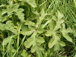 Image result for Heracleum sphondylium