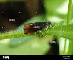 Attēlu rezultāti vaicājumam “Pammene rhediella”