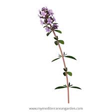 Attēlu rezultāti vaicājumam “Thymus pulegioides fruit”