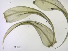 Attēlu rezultāti vaicājumam “Warnstorfia fluitans”