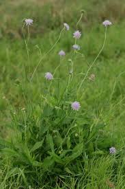 Image result for Knautia arvensis
