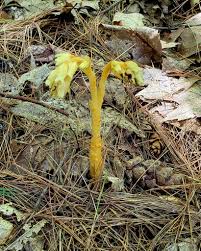 Attēlu rezultāti vaicājumam “Monotropa hypopitys bud”