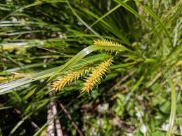 Attēlu rezultāti vaicājumam “Carex vesicaria”