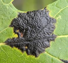 Attēlu rezultāti vaicājumam “Rhytisma acerinum”