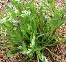 Attēlu rezultāti vaicājumam “Poa remota”