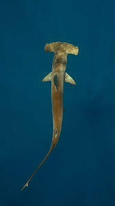 Image result for Sphyrna lewini