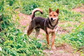 Attēlu rezultāti vaicājumam “Canis lupus familiaris”