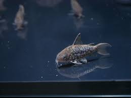 Image result for fish corydoras