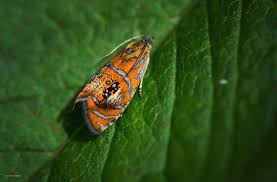 Attēlu rezultāti vaicājumam “Siphoptychium violaceum young”