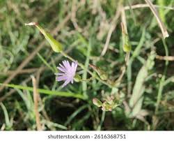 Attēlu rezultāti vaicājumam “Lactuca tatarica bud”