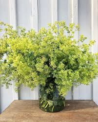 Attēlu rezultāti vaicājumam “Alchemilla subcrenata  flower”