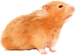 Afbeeldingsresultaat voor hamsters