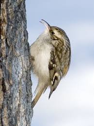 Attēlu rezultāti vaicājumam “Certhia familiaris”