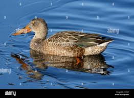 Attēlu rezultāti vaicājumam “Anas clypeata”