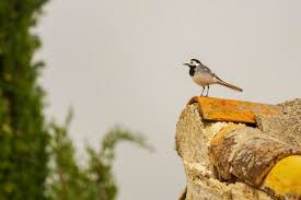 Attēlu rezultāti vaicājumam “Motacillidae”