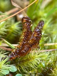 Attēlu rezultāti vaicājumam “Scorpidium revolvens”