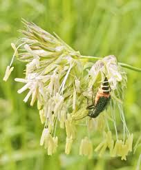 Attēlu rezultāti vaicājumam “Anthocomus fasciatus”
