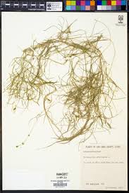 Attēlu rezultāti vaicājumam “Stuckenia pectinata”