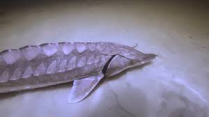 Image result for Acipenser desotoi