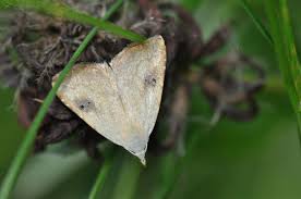 Attēlu rezultāti vaicājumam “Rivula sericealis”