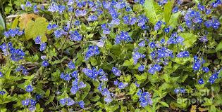 Image result for Veronica chamaedrys