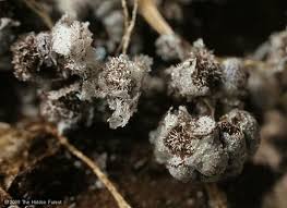 Attēlu rezultāti vaicājumam “Badhamia sp.”