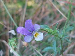 Attēlu rezultāti vaicājumam “Viola tricolor subsp. curtisii”
