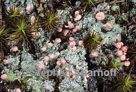 Attēlu rezultāti vaicājumam “Dibaeis baeomyces”