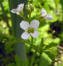 Attēlu rezultāti vaicājumam “Cardamine amara flower”