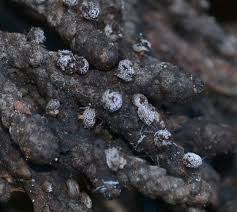 Attēlu rezultāti vaicājumam “Didymium verrucisporum spores”