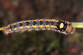 Attēlu rezultāti vaicājumam “Euthrix potatoria”