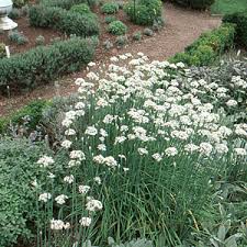 Image result for Allium tuberosum