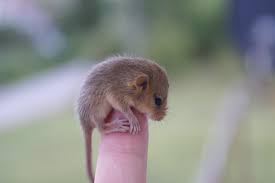 Attēlu rezultāti vaicājumam “Muscardinus avellanarius”