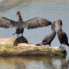 Image result for Phalacrocorax auritus