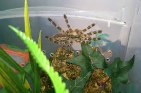 Attēlu rezultāti vaicājumam “Pyralis regalis”