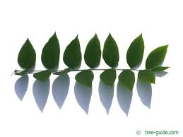 Attēlu rezultāti vaicājumam “Gymnocladus dioicus”