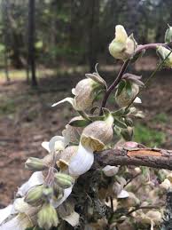 Image result for Digitalis lanata