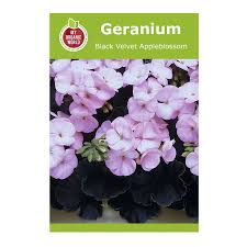 Attēlu rezultāti vaicājumam “Geranium bohemicum fruit”