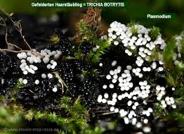 Attēlu rezultāti vaicājumam “Trichia botrytis var. cerifera”