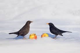 Attēlu rezultāti vaicājumam “Turdus merula female”