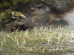 Attēlu rezultāti vaicājumam “Multiclavula mucida”