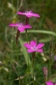 Attēlu rezultāti vaicājumam “Dianthus deltoides flower”