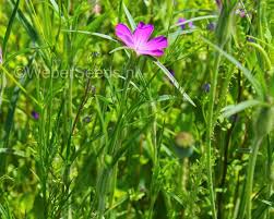 Image result for Agrostemma githago