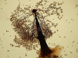 Attēlu rezultāti vaicājumam “Enerthenema papillatum”