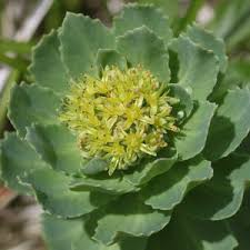 Attēlu rezultāti vaicājumam “Rhodiola rosea flower”