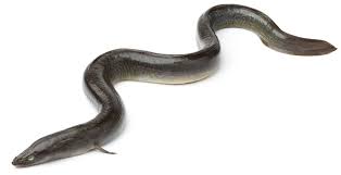 Image result for Anguilla anguilla
